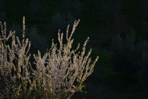 Siena, spring ©  Olga