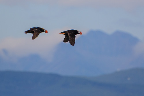 Tufted Puffins ©  kuhnmi