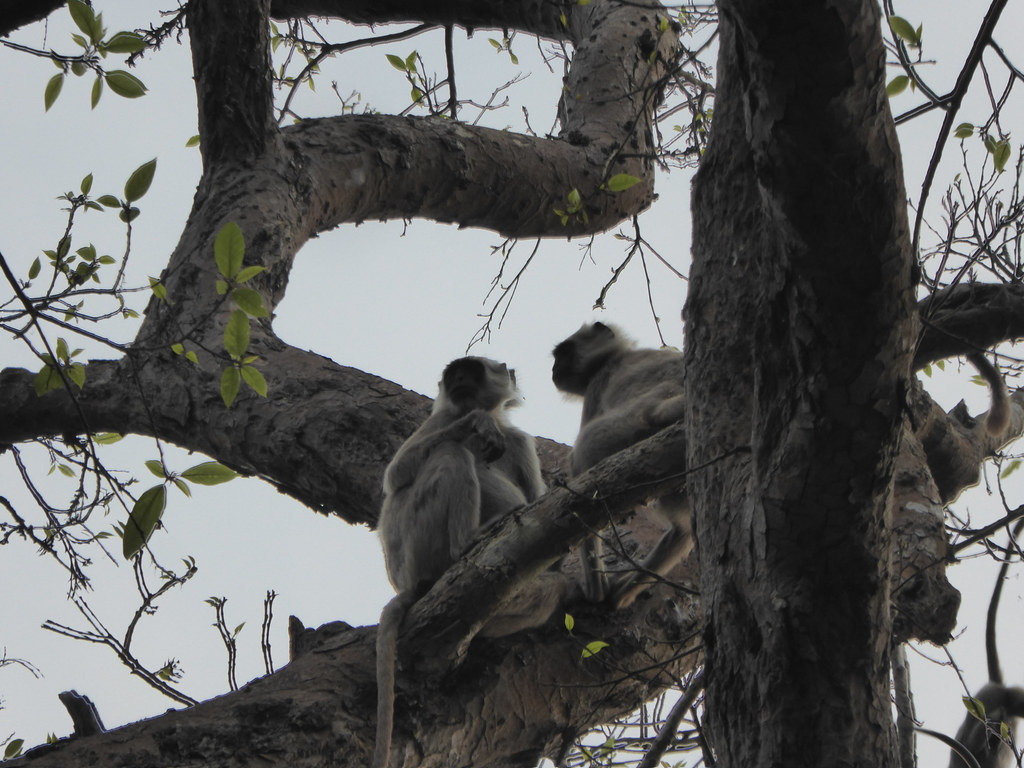 Monkeys chatting