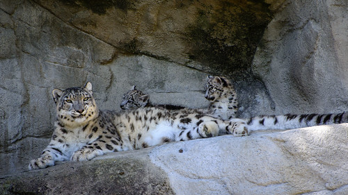 Snow Leopard Family Picture ©  kuhnmi