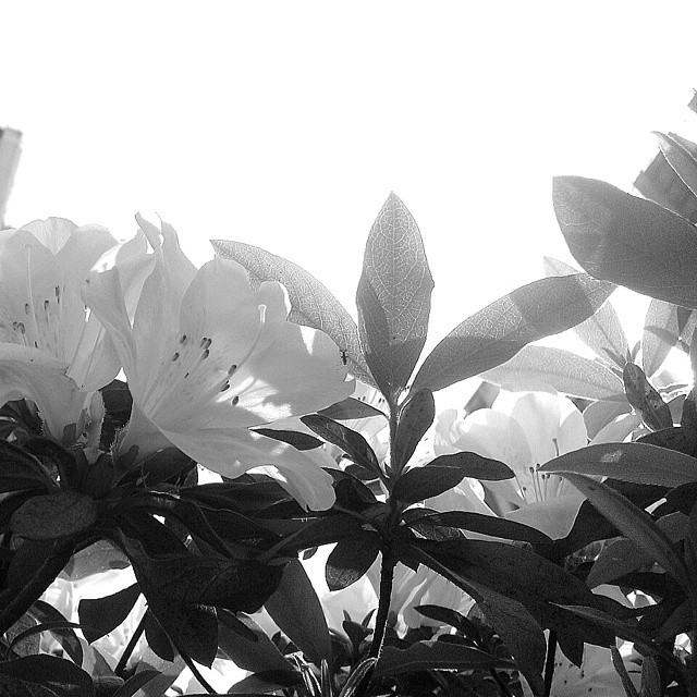 春分陽光杜鵑花 #春分 #Spring_Equinox #杜鵑花 #Rhododendron #HK