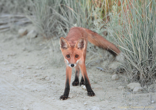 Young fox ©  nordliht