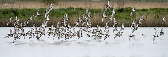 Cley Nature Reserve 1