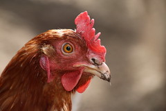 Chicken face