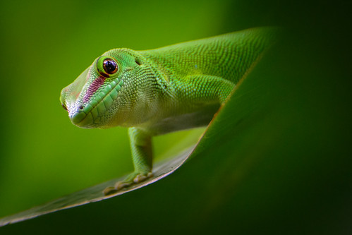 Push-up Gecko ©  kuhnmi