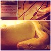 flea market snake! 🐍 #albino #python #bigboy