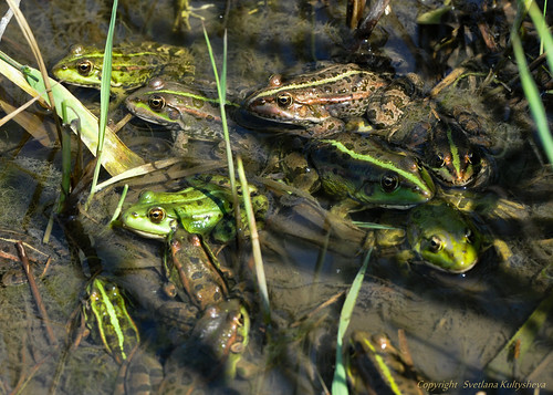 Frogs meeting ©  nordliht