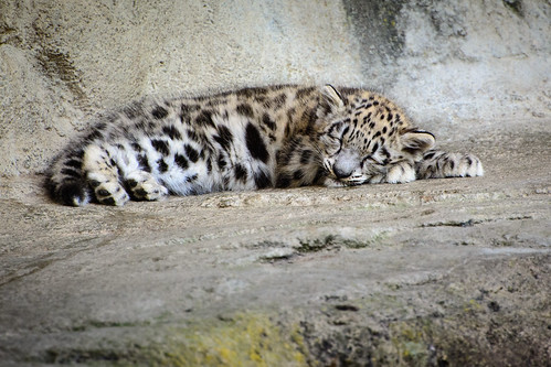 Young Snow Leopard ©  kuhnmi