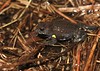 Dendys Brood Frog (Pseudophryne dendyi)