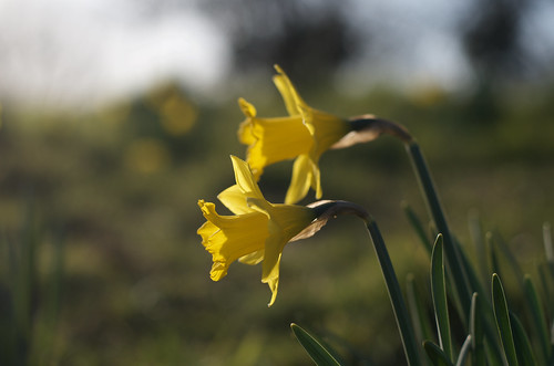Daffodils only ©  Still ePsiLoN