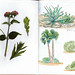 Sketchnotes: piante in riva al mare in Puglia
