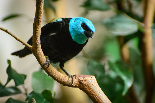Blue-necked tanager ©  kuhnmi