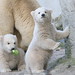 Polar Bear Twin Antics