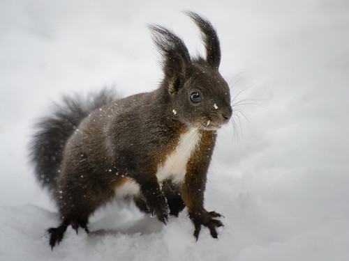 Squirrel in Davos ©  kuhnmi