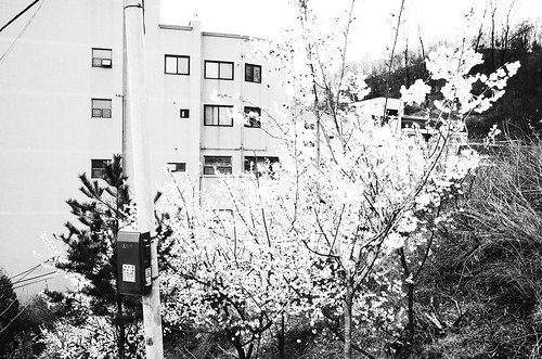 Cherry blossoms ©  Tony
