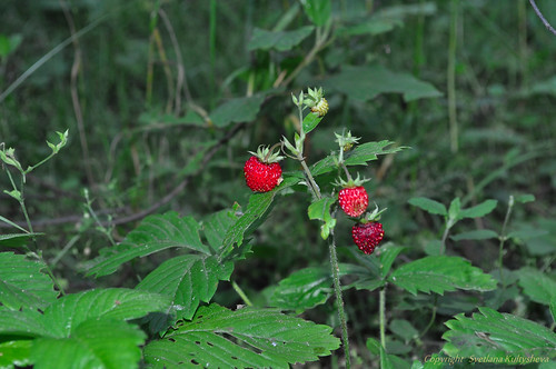 Wild strawberry ©  nordliht