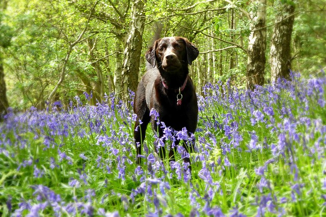 Posing In the bluebells!