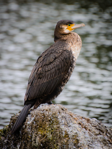 Cormorant ©  kuhnmi