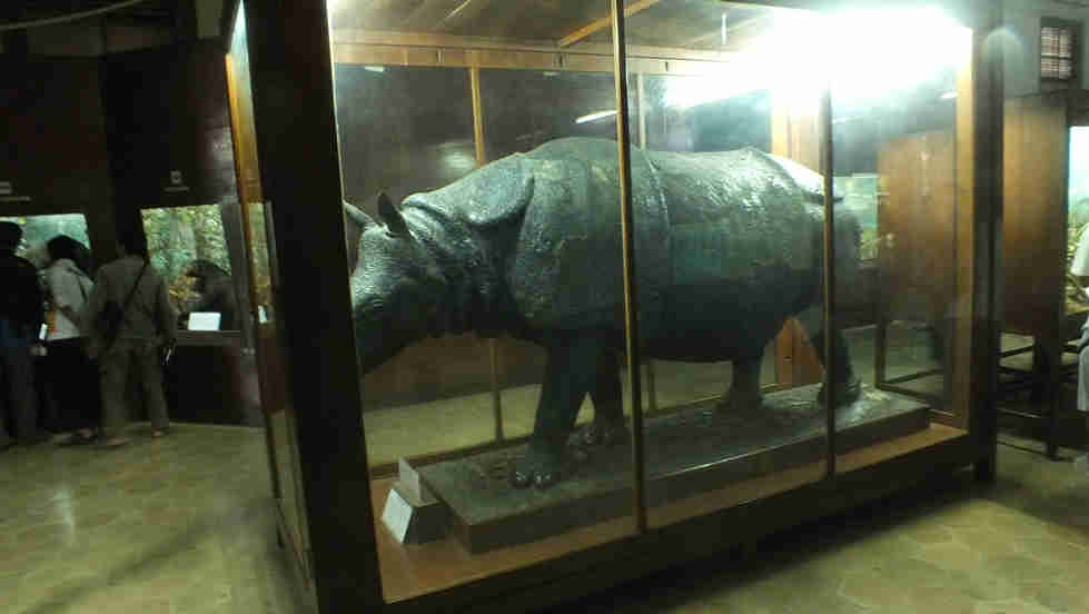 Zoologi bogor museum Museum Zoologi