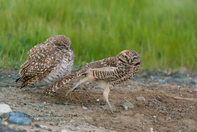 Burrowing Owl pair-Tia strikes a pose