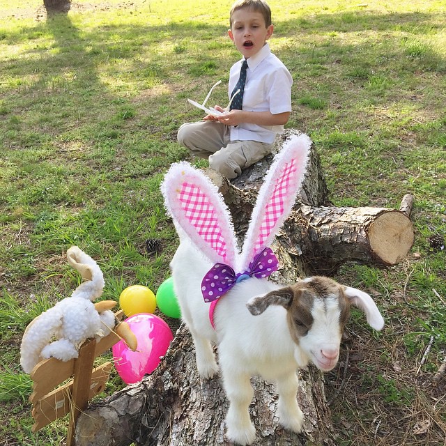 Dusty had figured out that Daisy had on the #bunnyears that Kim put on her. #easter #easter2015 #spring #goat #babygoat