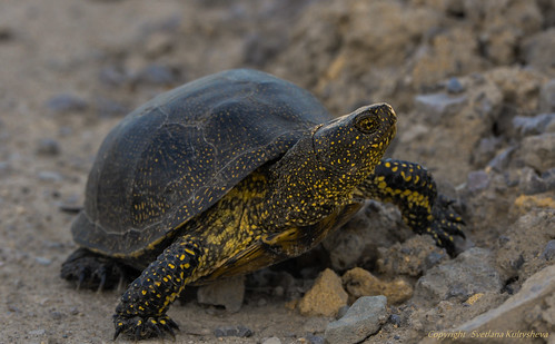 Tortoise ©  nordliht