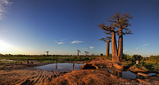 Alley of the Baobabs, Morondava, Madagascar Island