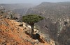 Mysterious Socotra.
