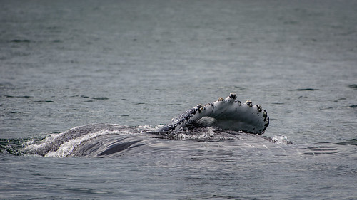 Humpback Whale ©  kuhnmi