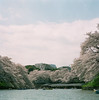 Sakura Hasselblad @ Japan