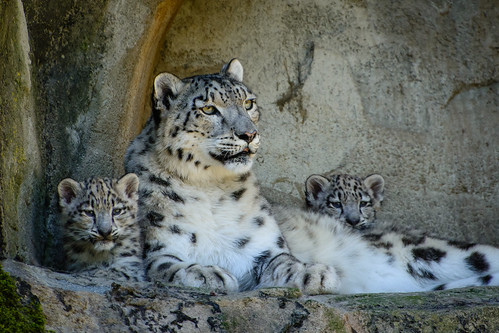 Snow Leopards ©  kuhnmi