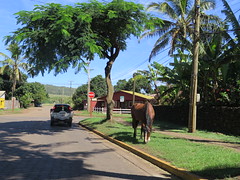 Un cheval sauvage au milieu de la route, une scène banale sur l'ile de Paques <a style="margin-left:10px; font-size:0.8em;" href="http://www.flickr.com/photos/83080376@N03/17249610335/" target="_blank">@flickr</a>