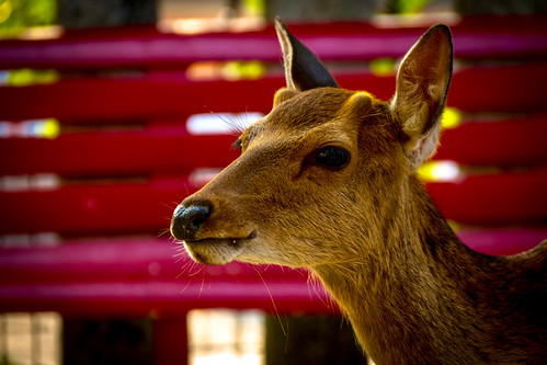 Wild deer of Miyajima ©  specchio.nero