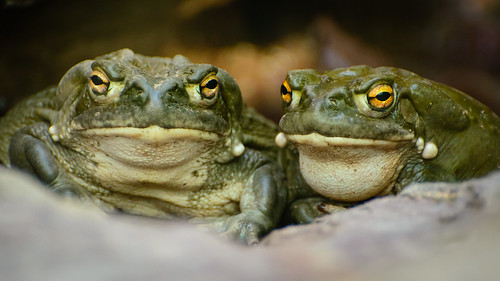 Two Toads ©  kuhnmi