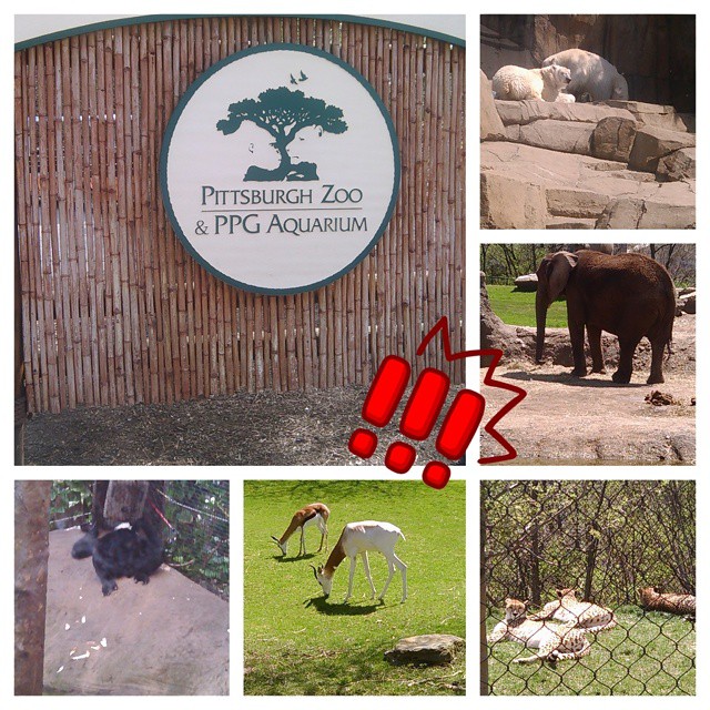 Wow first time to the Pittsburgh zoo I had do much fun!!!! We seen 🐯🐵🐸🐨🐼🐻🐤🐴🐧🐠🐬🐍