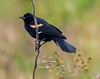 Red Winged Blackbird 30.4.15.1-Edit