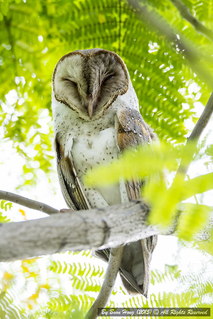 Juvenile Barn Owl (Tyto alba)_DSC5885-1