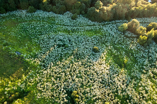 Hogweed Field ©  Konstantin Malanchev