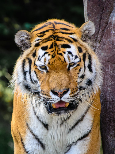Tiger ©  kuhnmi