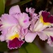 Lc. Orchid Affair – Alex Nadzan