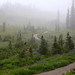 Foggy Wildflowers on Mt. Rainier, (1 of 3)