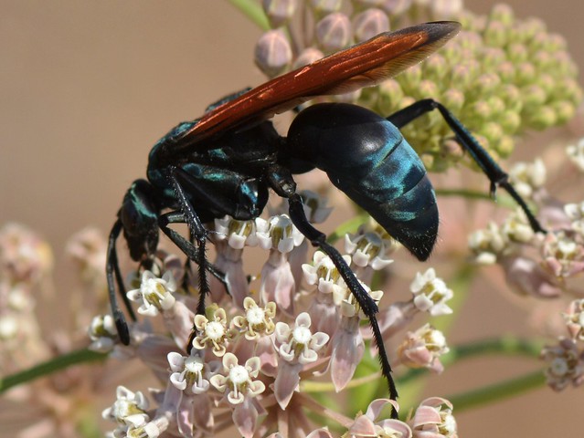 Tarantula Hawk (Pepsis, Pompilidae, Hymenoptera) on Narrow-leaved Milkweed