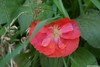 red shirley poppy