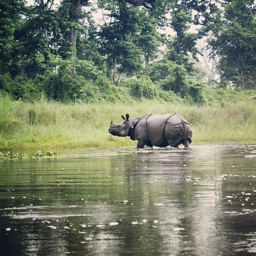   ... 2009   ...    ... #Travel #Memories #2009 #Chitwan #National #Park    #Nepal    ... Hello! Rhino! #River #Jungle #Wild #Animal #Rhino #Rhinoceros ©  Jude Lee