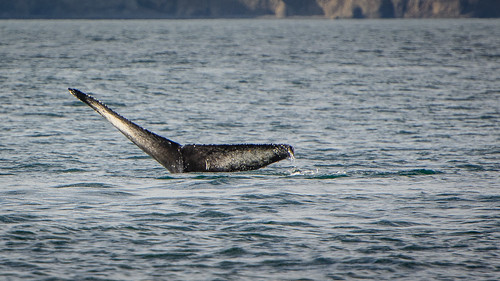 Whale Tail ©  kuhnmi