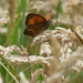 x P2510311c Eyes in the Grass ! . . Bright #Butterfly .. Gate-Keeper inDEED !! . .  ( In the long grass '#meadow' . .. .  Black&White! .. & #ORANGE! !!)