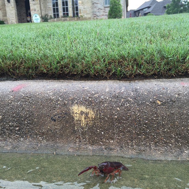 You know its been raining a lot when the crawfish walk through the street in front of your home.  Thinking of all our friends and family in Houston. 💦💦💦💦