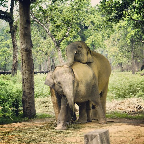   ... 2009   ...    ... #Travel #Memories #2009 #Chitwan #National #Park    #Nepal      ... 19!   ... #Animal #Elephant #Couple #Love #Mating #Adult #Only ©  Jude Lee