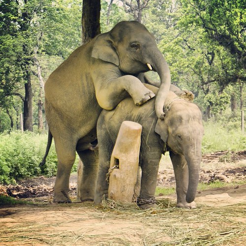   ... 2009   ...    ... #Travel #Memories #2009 #Chitwan #National #Park    #Nepal  19!    !    #Animal #Elephant #Couple #Love #Mating #Adult #Only ©  Jude Lee