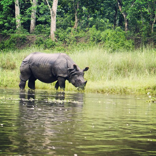   ... 2009   ...    ... #Travel #Memories #2009 #Chitwan #National #Park    #Nepal     ... #River #Jungle #Wild #Animal #Rhino #Rhinoceros ©  Jude Lee